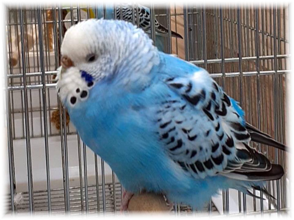 クリックで画像を表示