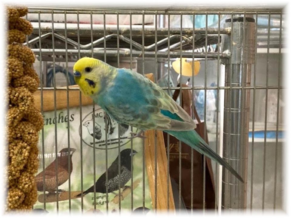 クリックで画像を表示