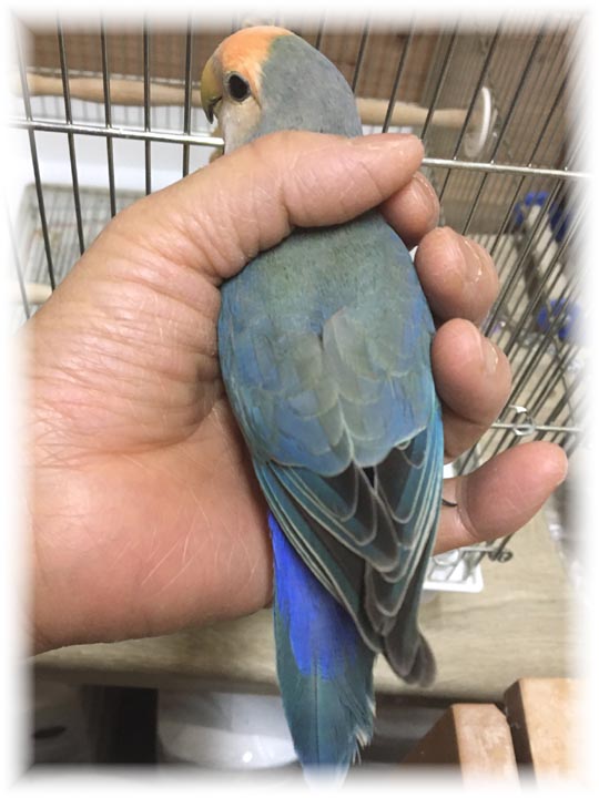 クリックで画像を表示