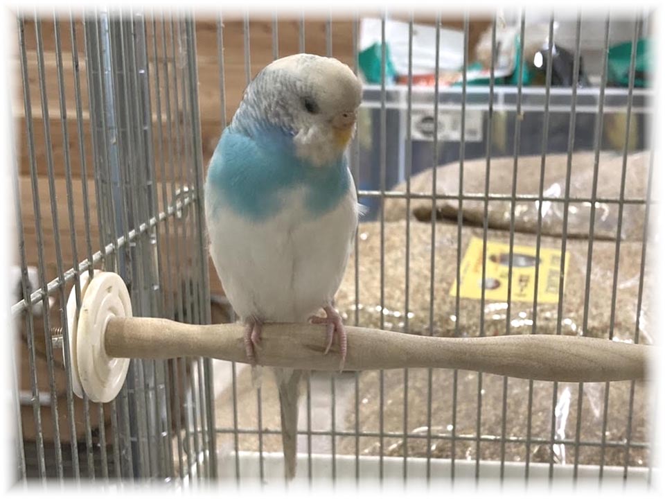 クリックで画像を表示