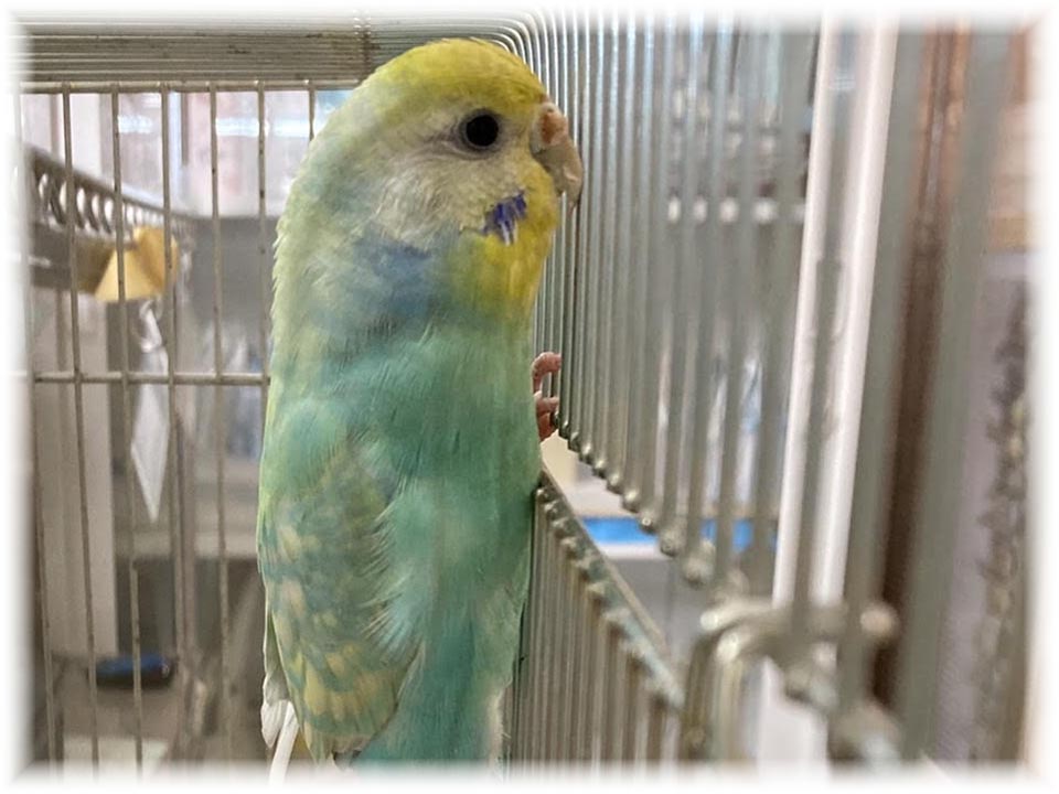 クリックで画像を表示