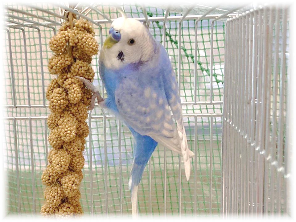 クリックで画像を表示