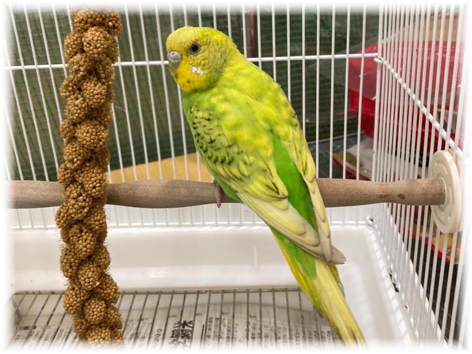 クリックで画像を表示