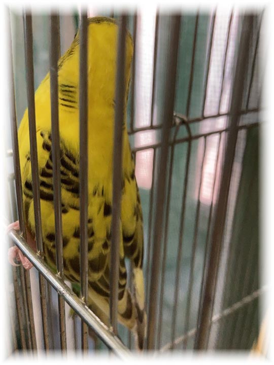 クリックで画像を表示