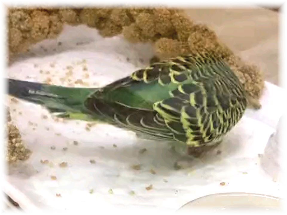 クリックで画像を表示