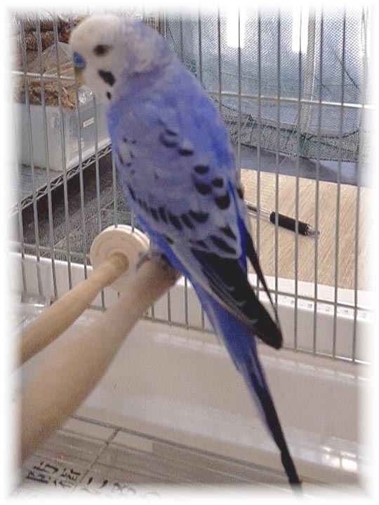 クリックで画像を表示