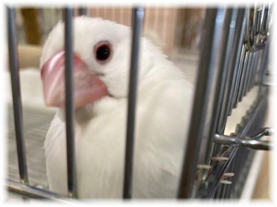 クリックで画像を表示