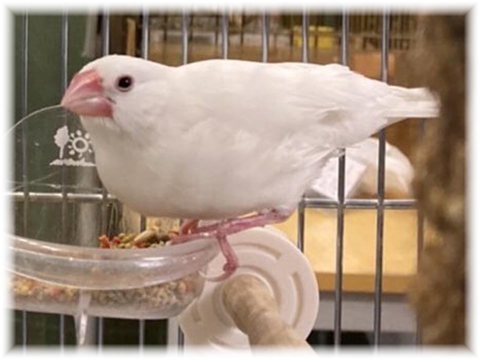 クリックで画像を表示