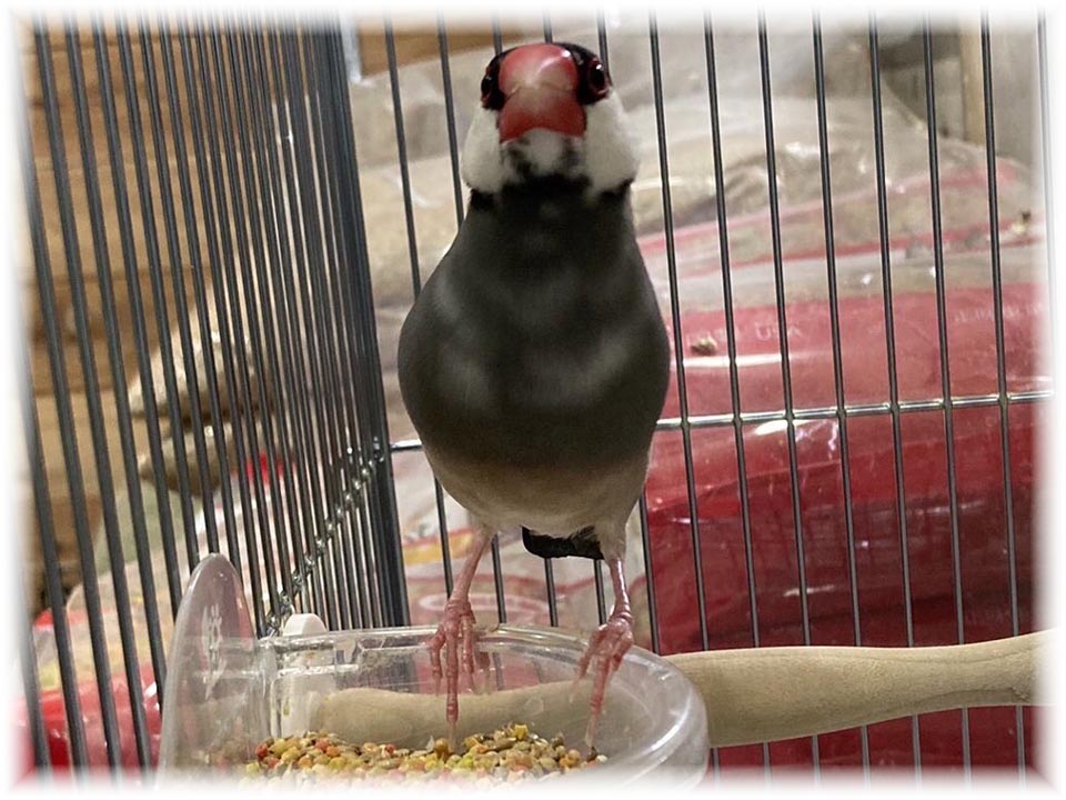 クリックで画像を表示