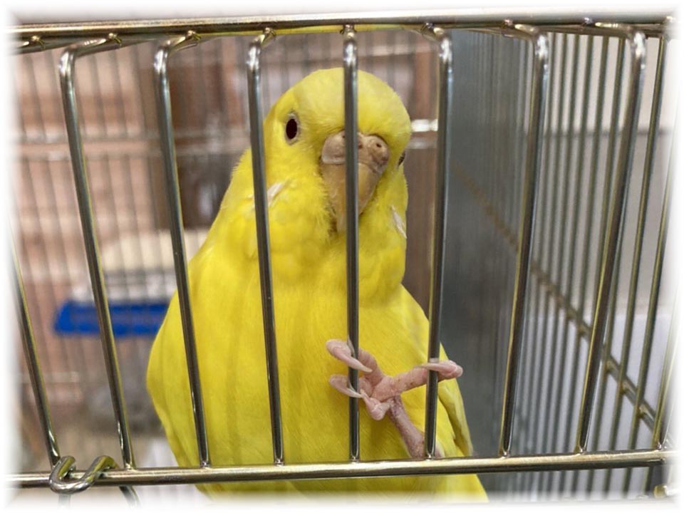 クリックで画像を表示