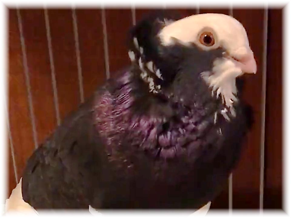 クリックで画像を表示