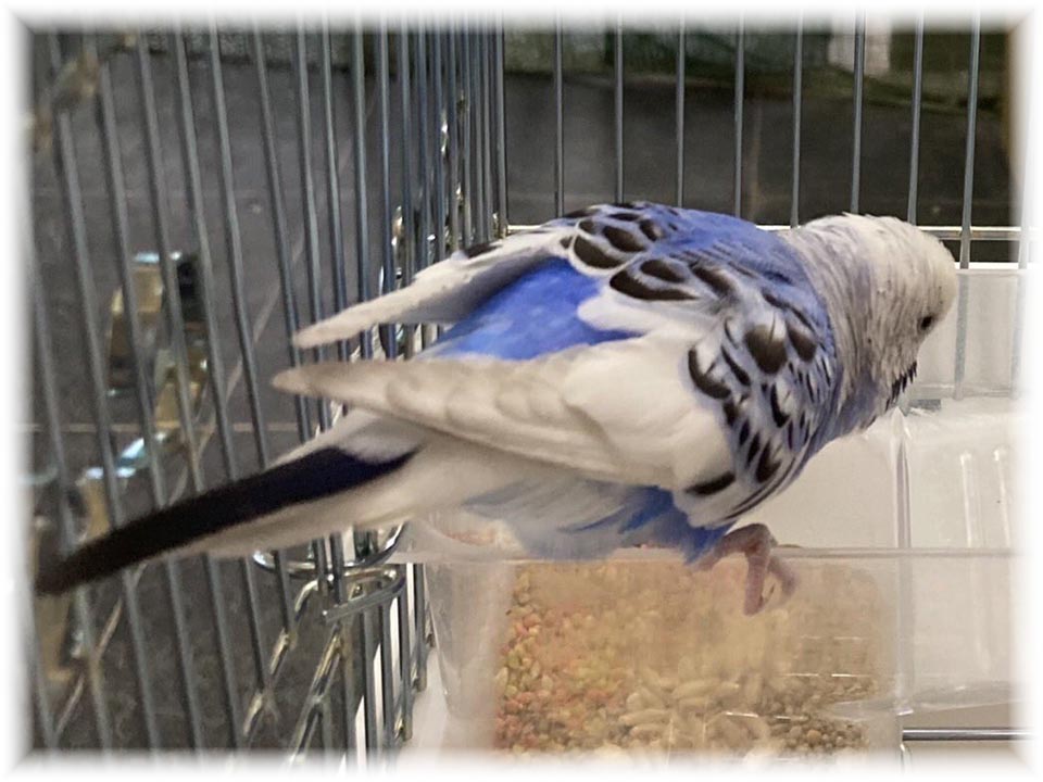 クリックで画像を表示