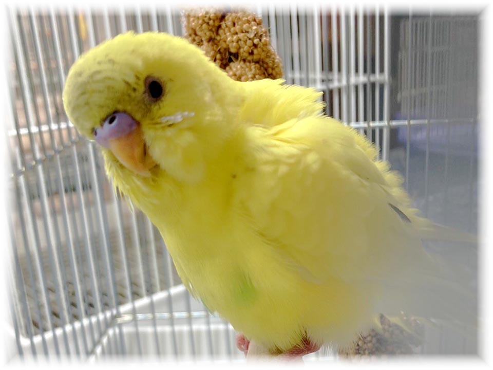 クリックで画像を表示