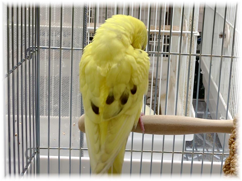 クリックで画像を表示