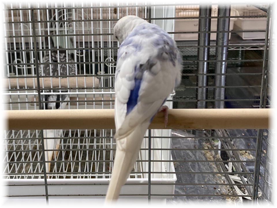 クリックで画像を表示