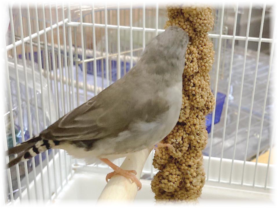 クリックで画像を表示