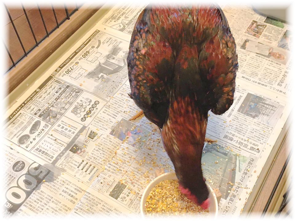 クリックで画像を表示