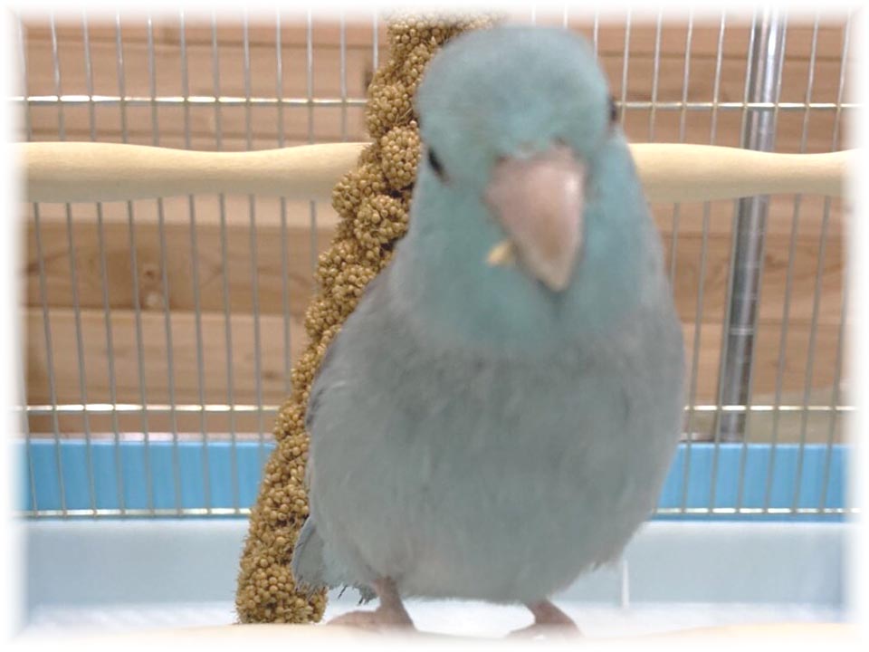 クリックで画像を表示