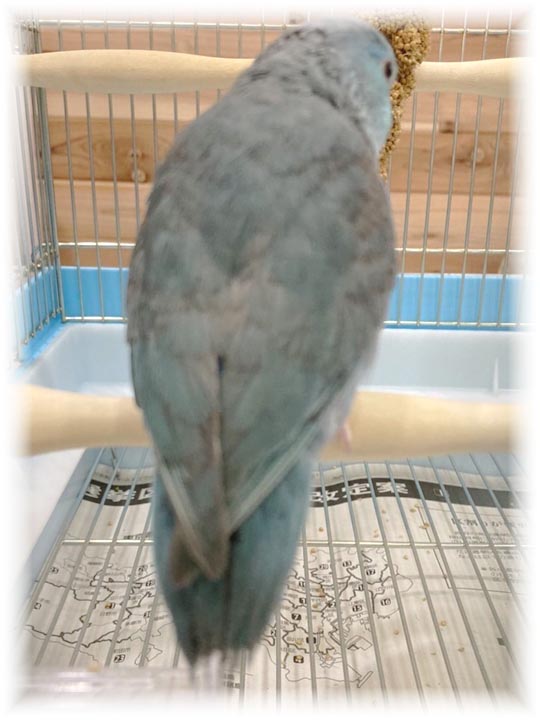 クリックで画像を表示