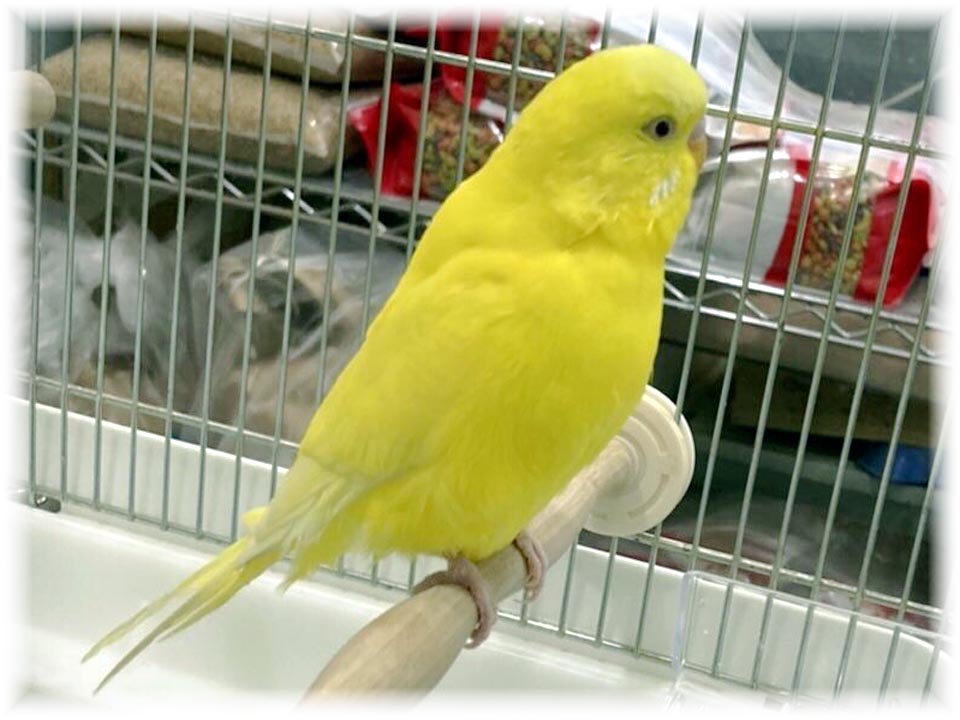 クリックで画像を表示