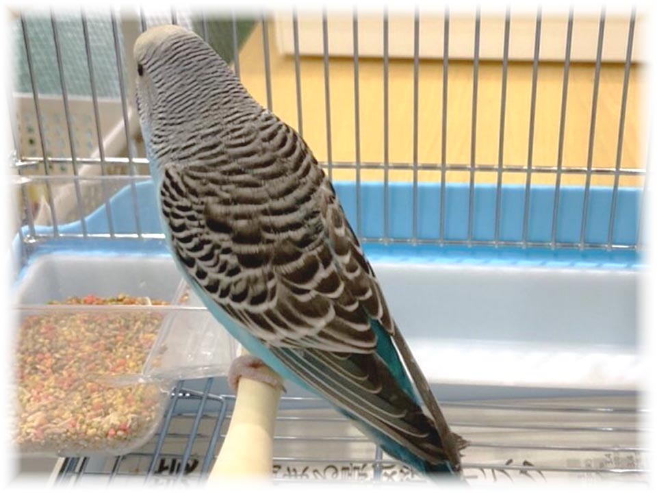 クリックで画像を表示