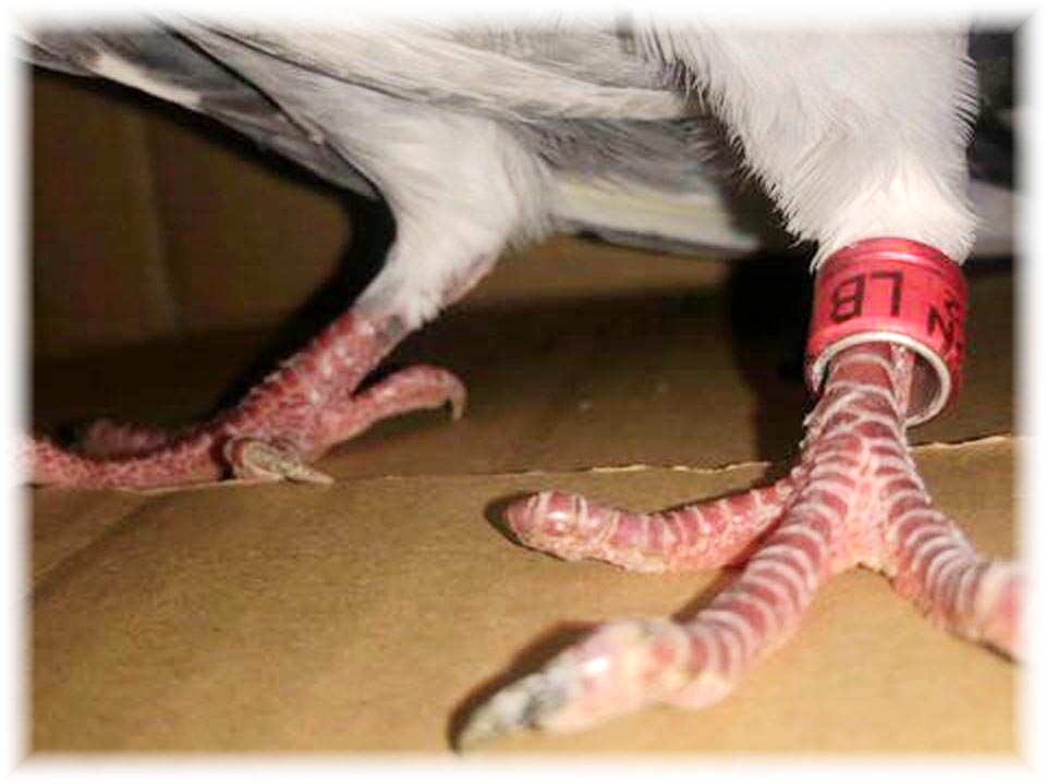 クリックで画像を表示