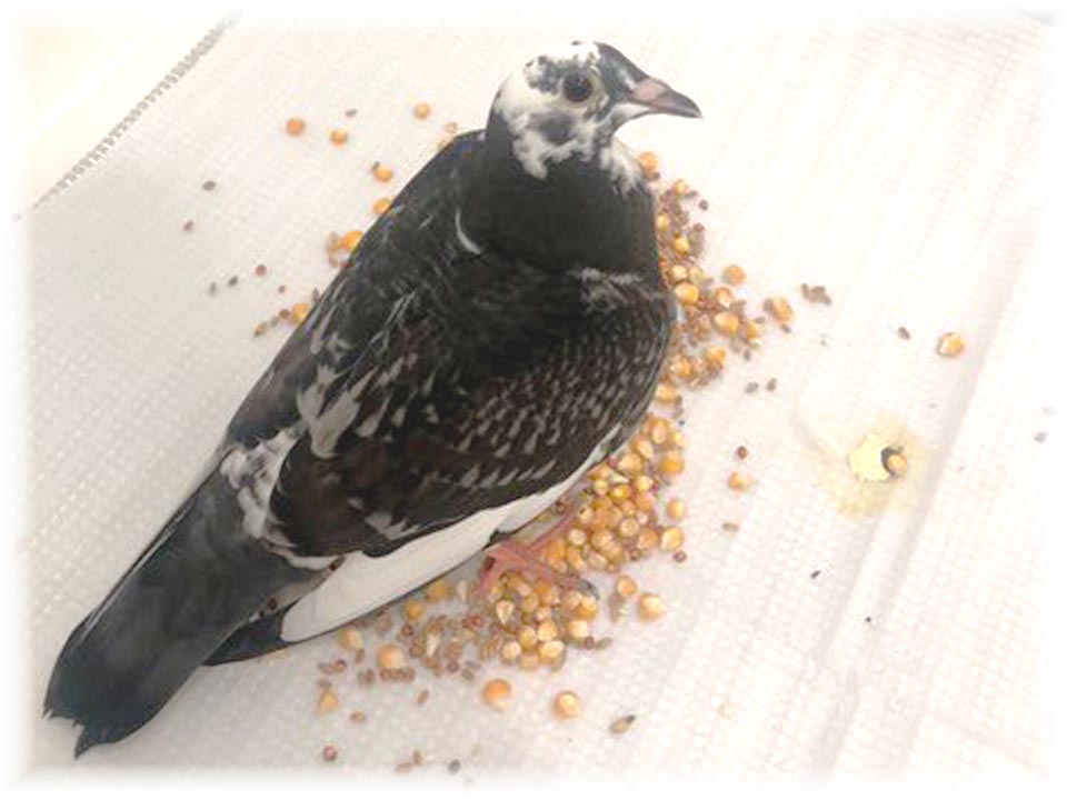 クリックで画像を表示