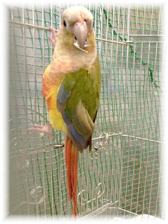 クリックで画像を表示