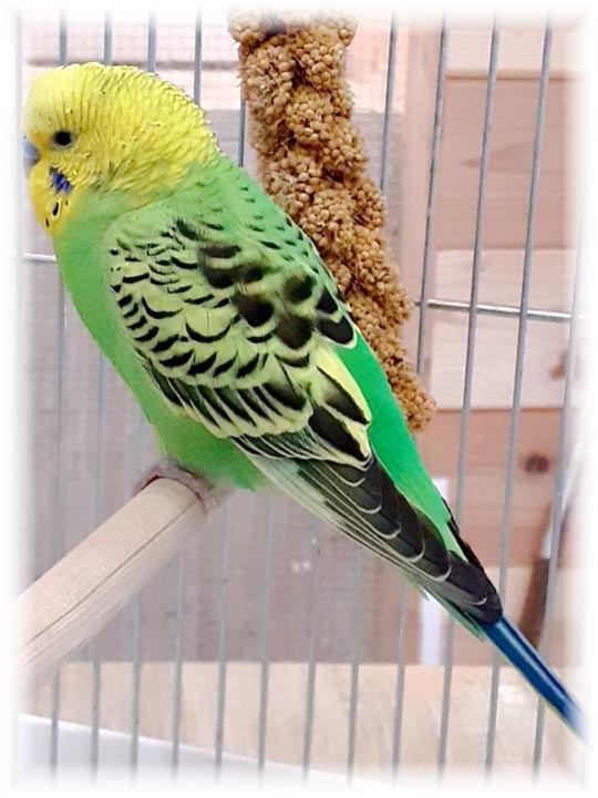 クリックで画像を表示