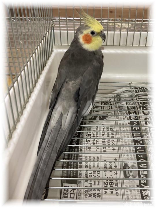 クリックで画像を表示