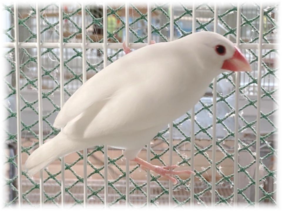 クリックで画像を表示