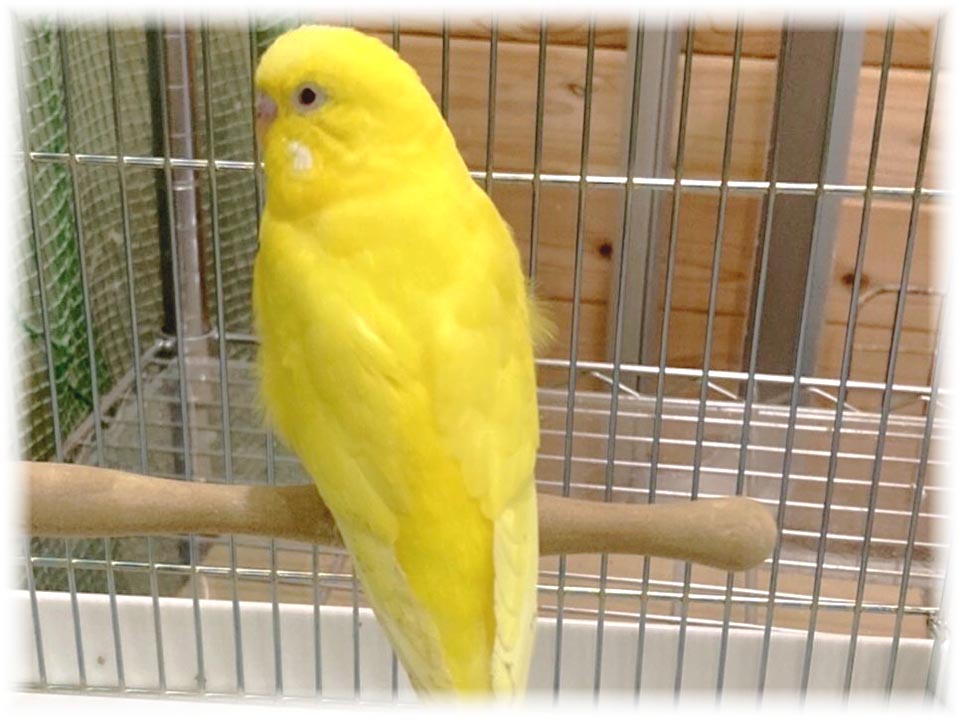 クリックで画像を表示