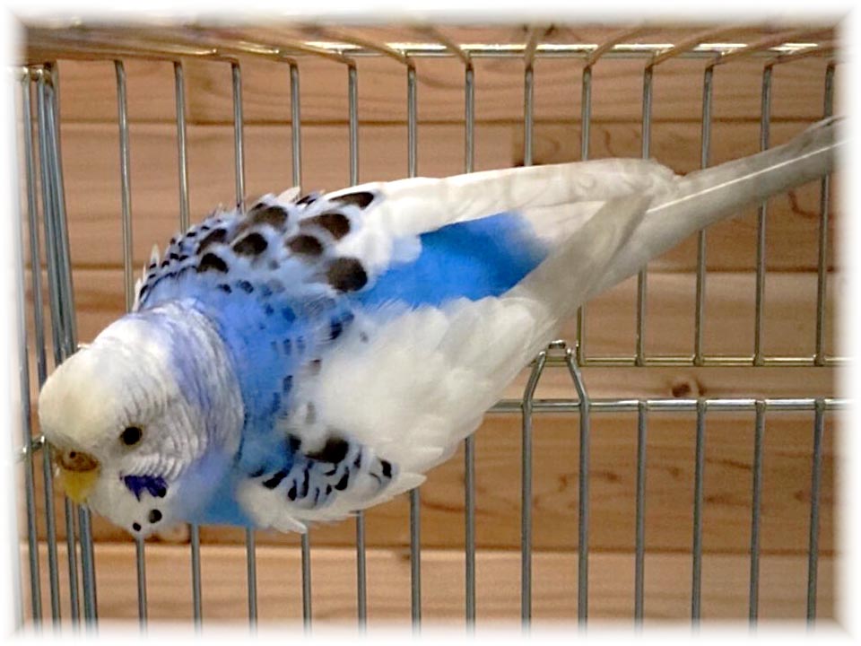 クリックで画像を表示