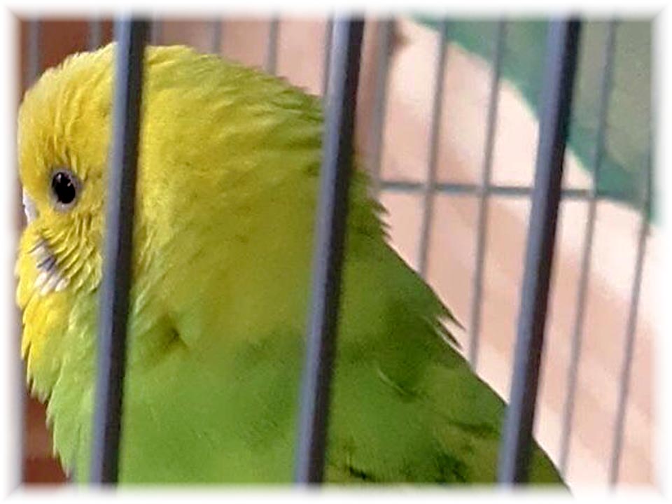 クリックで画像を表示