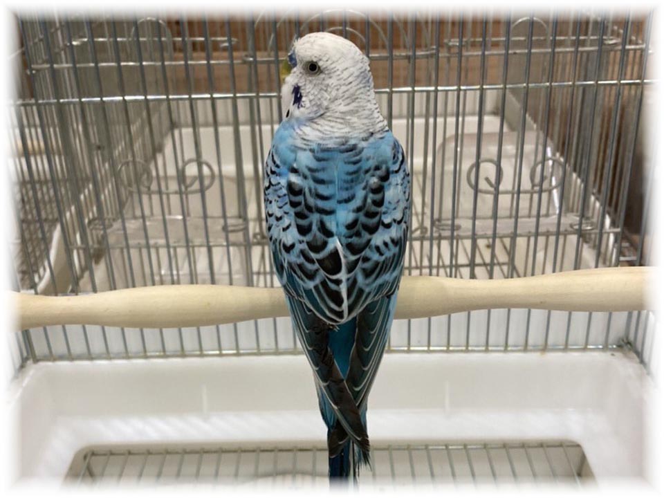 クリックで画像を表示