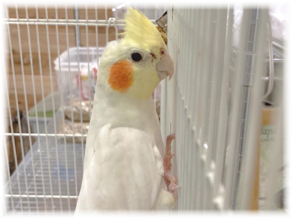 クリックで画像を表示