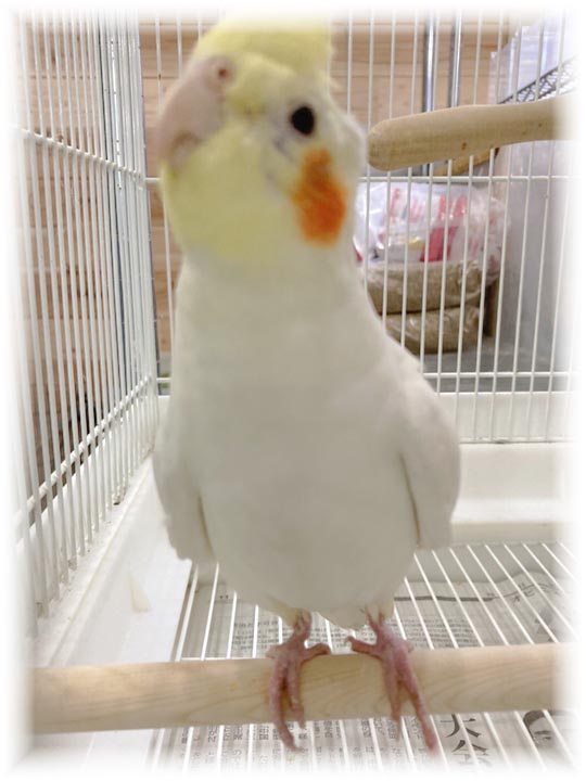 クリックで画像を表示