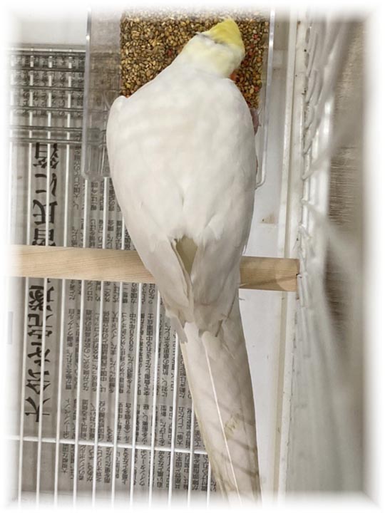 クリックで画像を表示