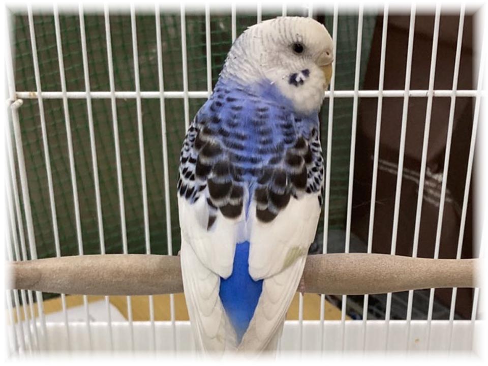 クリックで画像を表示