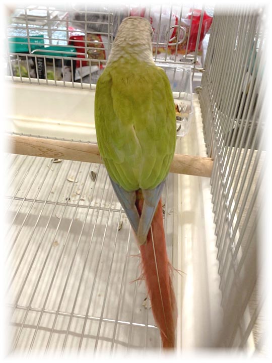 クリックで画像を表示