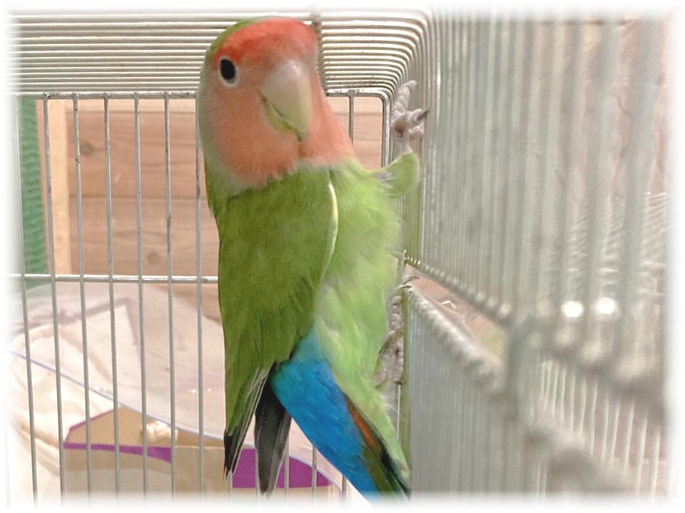 クリックで画像を表示