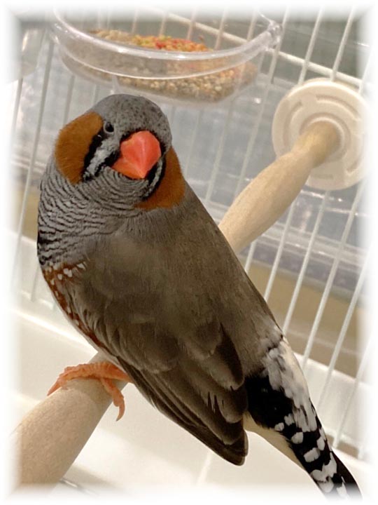 クリックで画像を表示