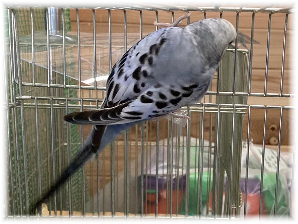 クリックで画像を表示