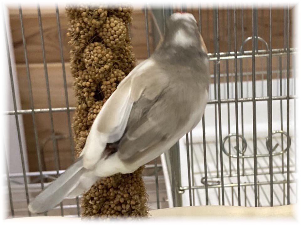 クリックで画像を表示