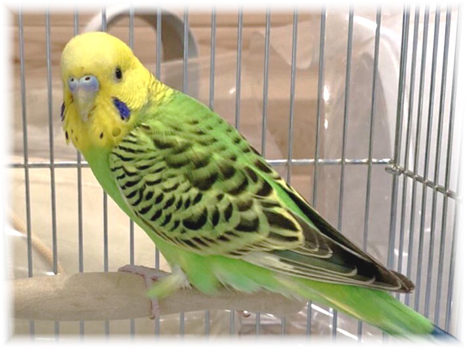 クリックで画像を表示