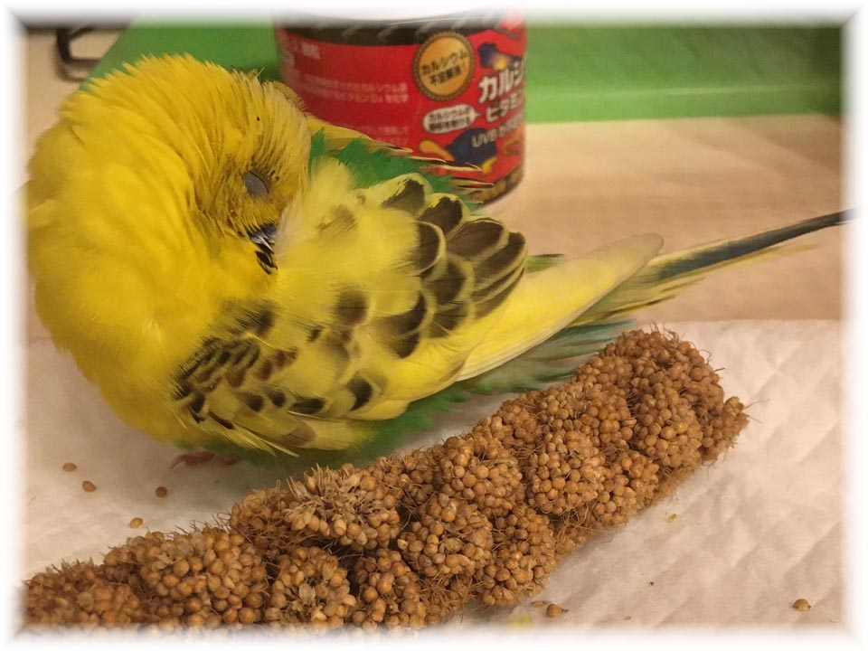 クリックで画像を表示