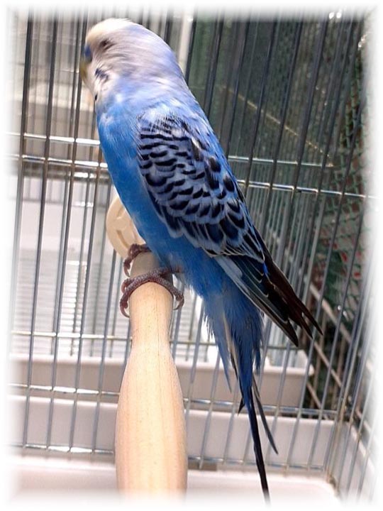 クリックで画像を表示