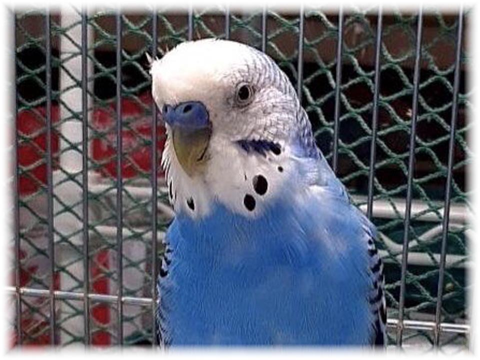 クリックで画像を表示