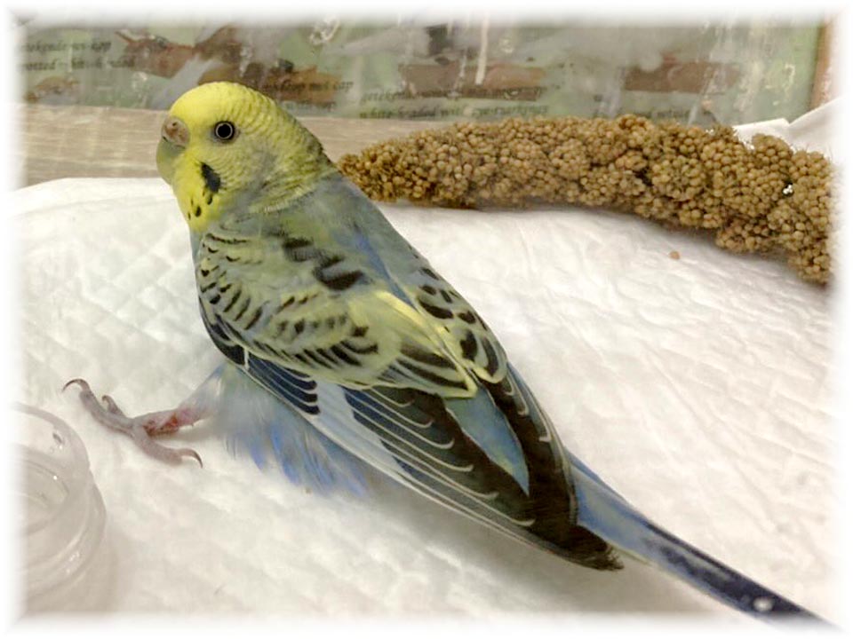 クリックで画像を表示