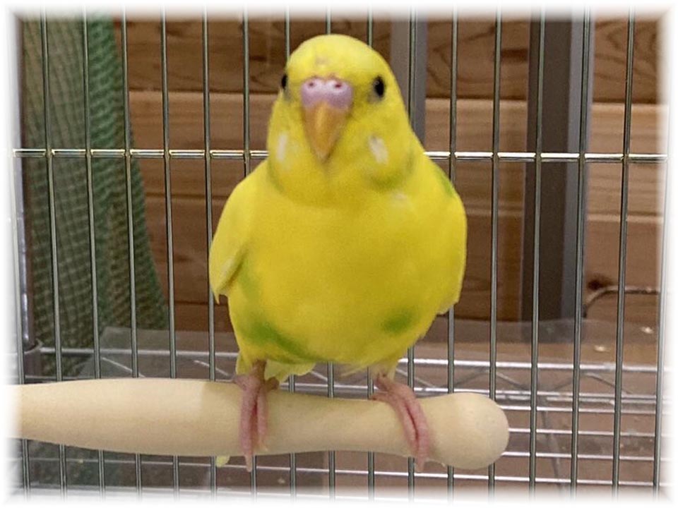 クリックで画像を表示